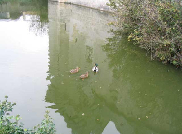 canards dans la douve